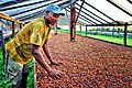 Cacao production in São Tomé