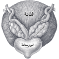 تصغير للنسخة بتاريخ 12:23، 24 نوفمبر 2015