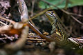 Lézard leiolepis belliana