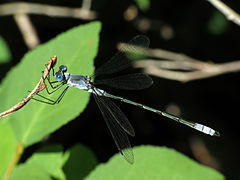 Lestes disjunctus