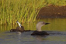 Two small fuzzy blackish chicks—one swallowing a silver fish—float on water beside a larger bird with a black back and gray neck.