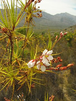 Roridula dentata