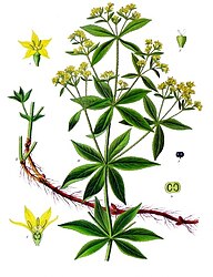 Rubia tinctorum L.
