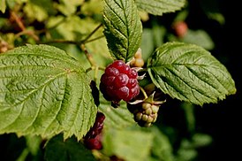 Vadelma (Rubus idaeus)