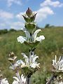 Salvia aethiopis