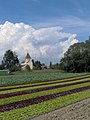 Eno od številnih zelenjavnih polj na otoku, v ozadju je cerkev sv. Jurija