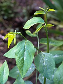 Sauropus androgynus