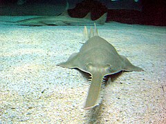 Green sawfish