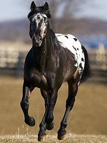 A daurk broun horse wi a white an broun spottit rump rinnin in a field.