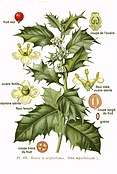 Падуб звичайний. Ботанічна ілюстрація з Атласу рослин Франції (фр. Atlas des plantes de France), 1891
