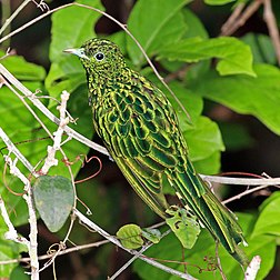 Macho de cuco-esmeraldino (Chrysococcyx cupreus), no parque nacional de Kakum, Gana. É uma espécie africana de cuco e como todos os cucos, é um parasita de ninhada. Eles preferem colocar seus ovos nos ninhos de tecelões, pássaros-solares, bulbules e toutinegras. Sua plumagem é particularmente marcante: o cuco-esmeraldino é a única espécie de cuco em que o macho tem uma parte inferior amarela brilhante e uma parte superior verde. Nenhuma estimativa do tamanho da população está disponível, mas a IUCN não assume que a espécie esteja ameaçada devido à grande área de distribuição e à frequência. (definição 2 346 × 2 346)