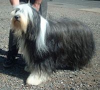 Bearded Collie con peli sul viso