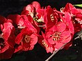 Chaenomeles japonica