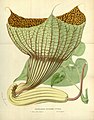 Pararistolochia goldieana