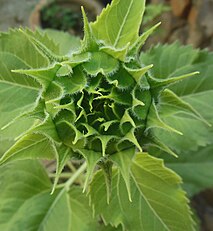 সূর্যমুখী ফুলের একটি পুষ্পনিচয় কুঁড়ি