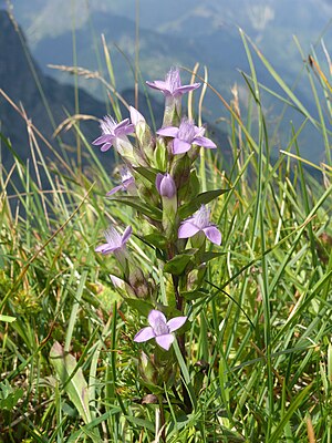 Bredbægret ensian (Gentianella campestris)