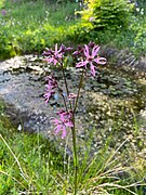 Kuckucks-Lichtnelke (Lychnis flos-cuculi)