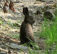 iepure manciurian (Lepus mandshuricus)