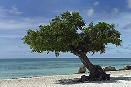 Un divi-divi en bordure de mer, à Aruba.