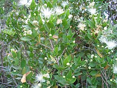 Myrtus communis