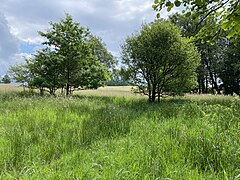 Offene Wiesenlandschaft Im Kattenbrauke