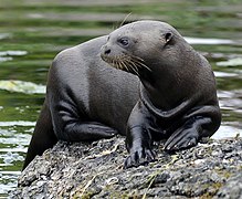 Loutre géante du Brésil (Pteronura brasiliensis)