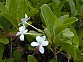 Volkameria inermis (syn. Clerodendrum inerme)