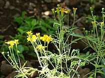 Ταγέτης ο στιλπνός (Tagetes lucida), Μάουι.