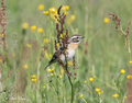 Saxicola rubetra-Lombardia, Como