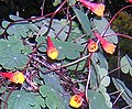 Tropaeolum tuberosum