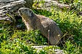 Alpine marmot