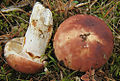 Fleischroter Speise-Täubling (Russula vesca)