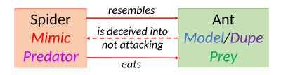 Aggressive mimicry of ants by spiders. The ant is both the model and the dupe, and it becomes the spider's prey.