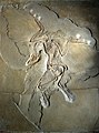 Archaeopteryx lithographica du calcaire de Solnhofen, spécimen original du musée d'histoire naturelle de Berlin.