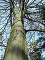 Image 40Northern beech (Fagus sylvatica) trunk in autumn (from Tree)