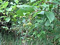 Leaves opposite or in whorls of three; inflorescences may be in clusters