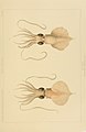 Mastigoteuthis cordiformis