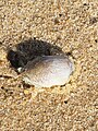 Spesies Emerita talpoida atau Kepiting mole Atlantik (Atlantic mole crab).