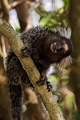 Sagui-de-tufos-brancos (Callithrix jacchus)