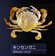 Matuta victor (Matutidae)