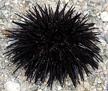 Black urchin (Arbacia lixula).