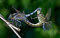 Image 17Sexual reproduction is nearly universal in animals, such as these dragonflies. (from Animal)