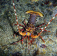 Panulirus longipes, de l’infra-ordre des Achelata.