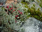 Cladonia cf. cristatella, um líquen comumente referido como 'soldados britânicos'. Observar as pontas vermelhas.