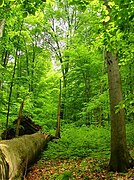 Havešová, Narodni park Poloniny (Slovaška)