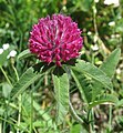 Trifolium alpestre