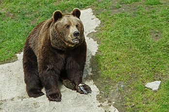 Ours brun (Ursus arctos) au zoo d'Ähtäri (Finlande). (définition réelle 3 000 × 2 000)