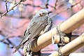 梅の季節に向島百花園で撮影