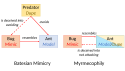 Ant mimicry types, Batesian vs myrmecophily