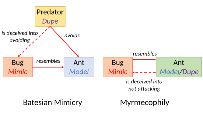 Batesian mimicry versus myrmecophily as other species mimic ants